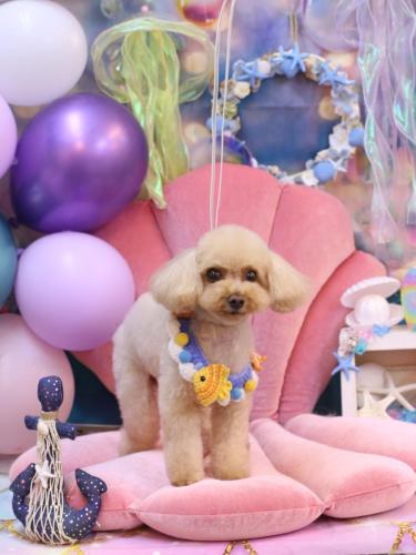 20240829こむぎちゃん